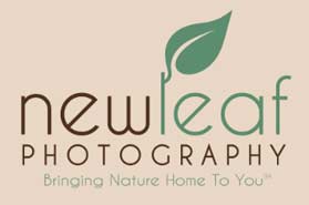 New Leaf Photography Nature Wall Art